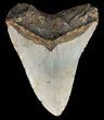 Bargain, Megalodon Tooth - North Carolina #52290-2